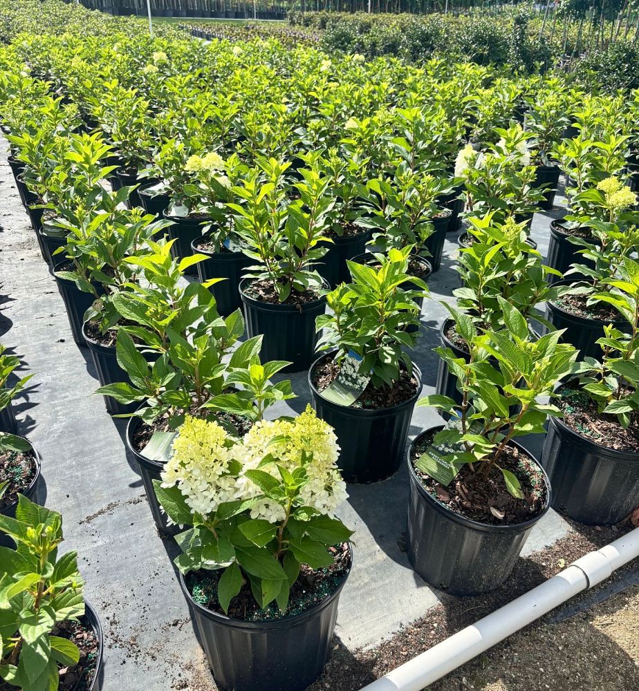 hydrangea-paniculata-pan1782hydr-hydrangea-sweet-starlight