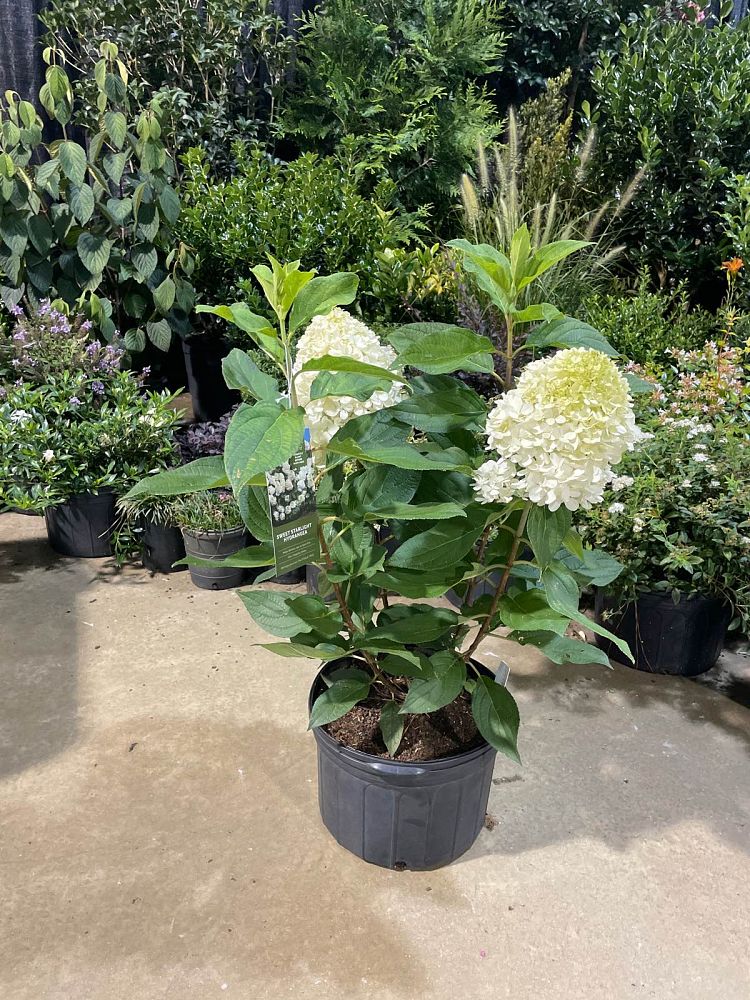 hydrangea-paniculata-panicle-hydrangea