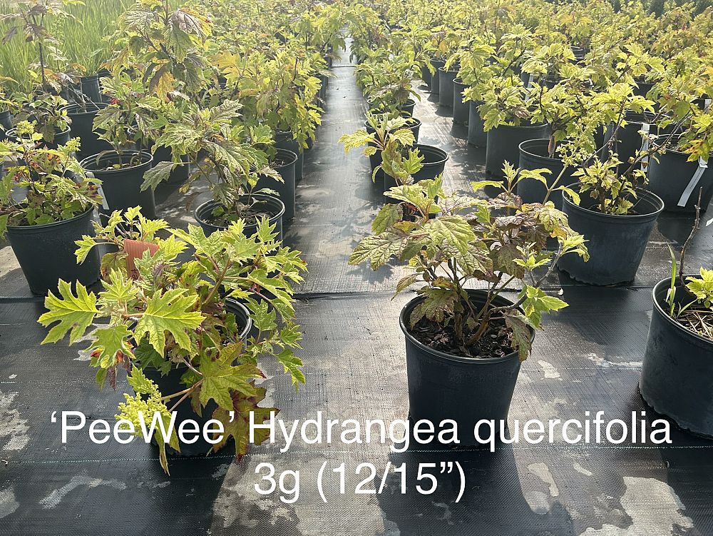 hydrangea-paniculata-pee-wee-panicle-hydrangea