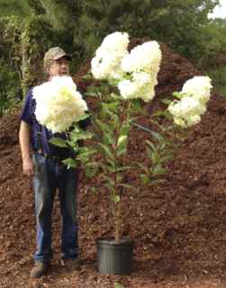 hydrangea-paniculata-phantom-panicle-hydrangea-royal-star