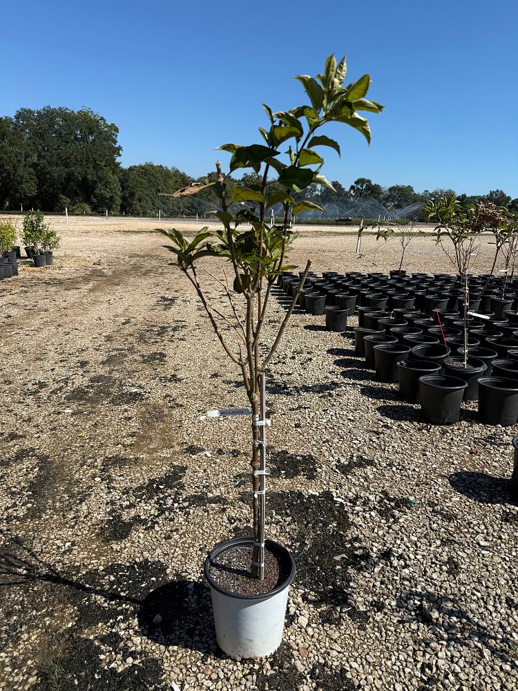 hydrangea-paniculata-phantom-panicle-hydrangea-royal-star