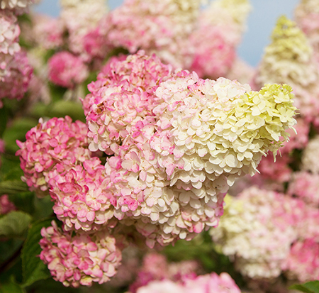 hydrangea-paniculata-renba-berry-white-reg-hydrangea