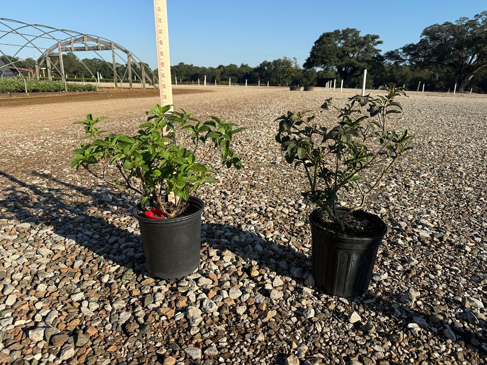 hydrangea-paniculata-renba-berry-white-reg-hydrangea