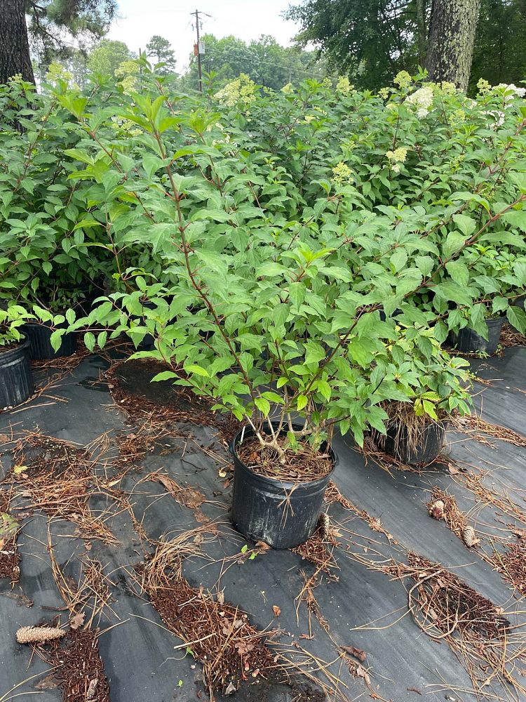 hydrangea-paniculata-renhy-vanilla-strawberry-trade-hydrangea