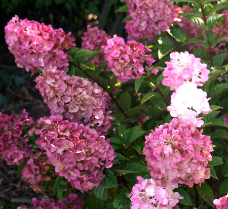 hydrangea-paniculata-rensun-strawberry-sundae-reg-hydrangea