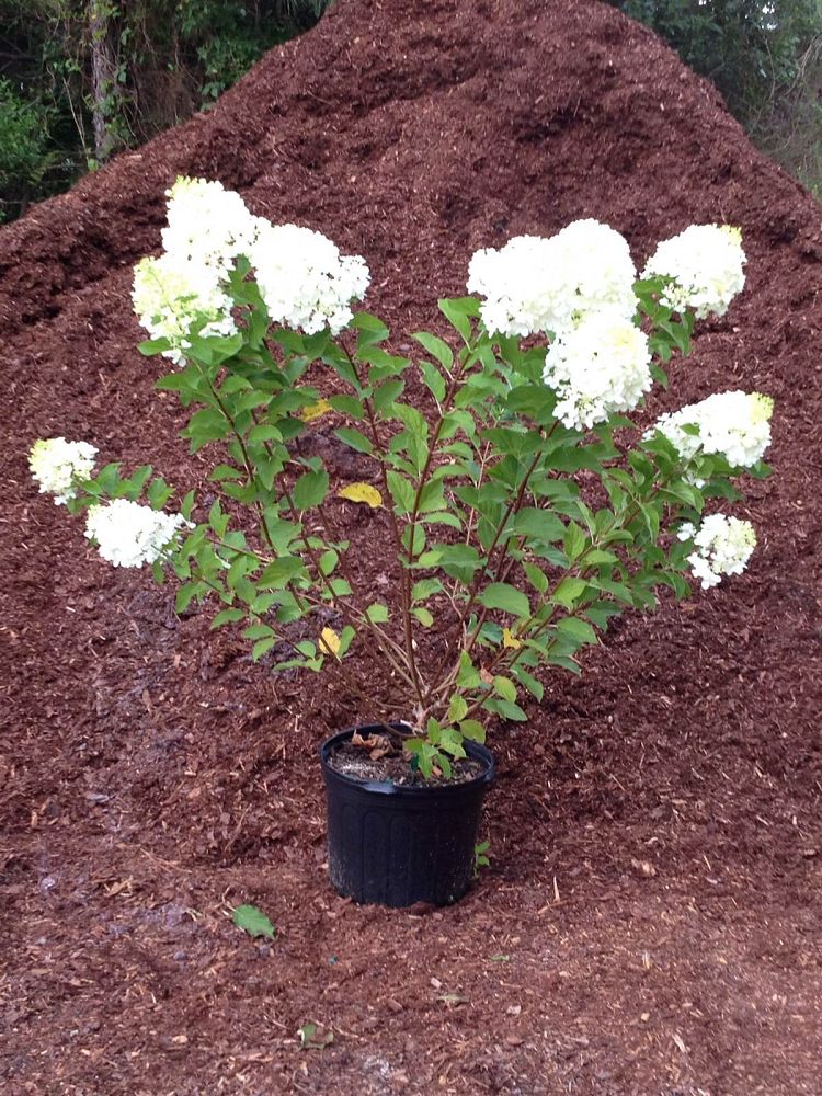 hydrangea-paniculata-silver-dollar-panicle-hydrangea