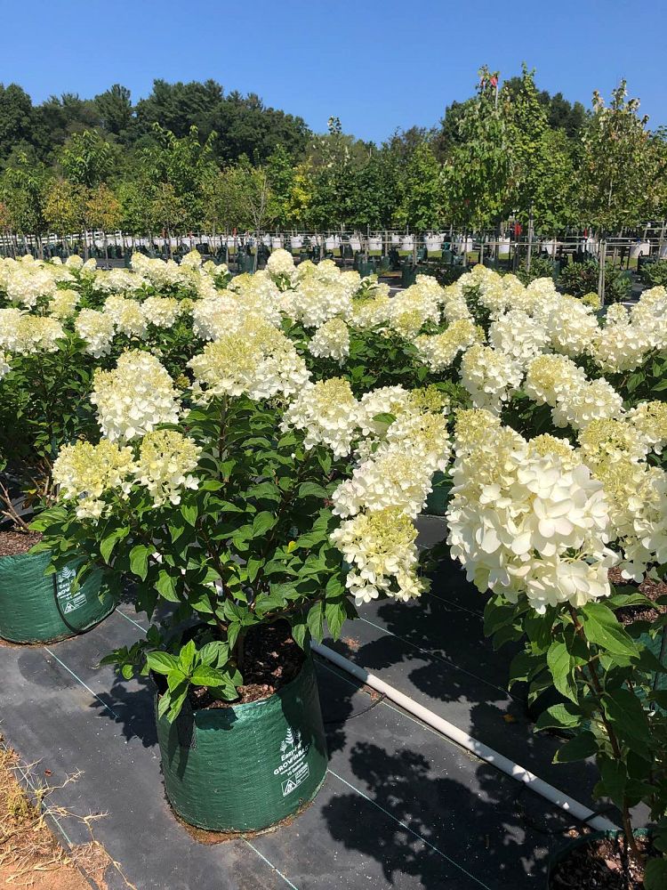 hydrangea-paniculata-silver-dollar-panicle-hydrangea