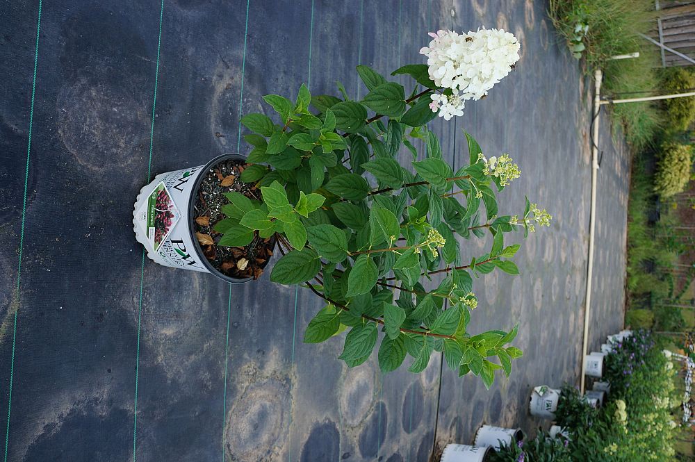 hydrangea-paniculata-smhpfl-fire-light-reg-hardy-hydrangea