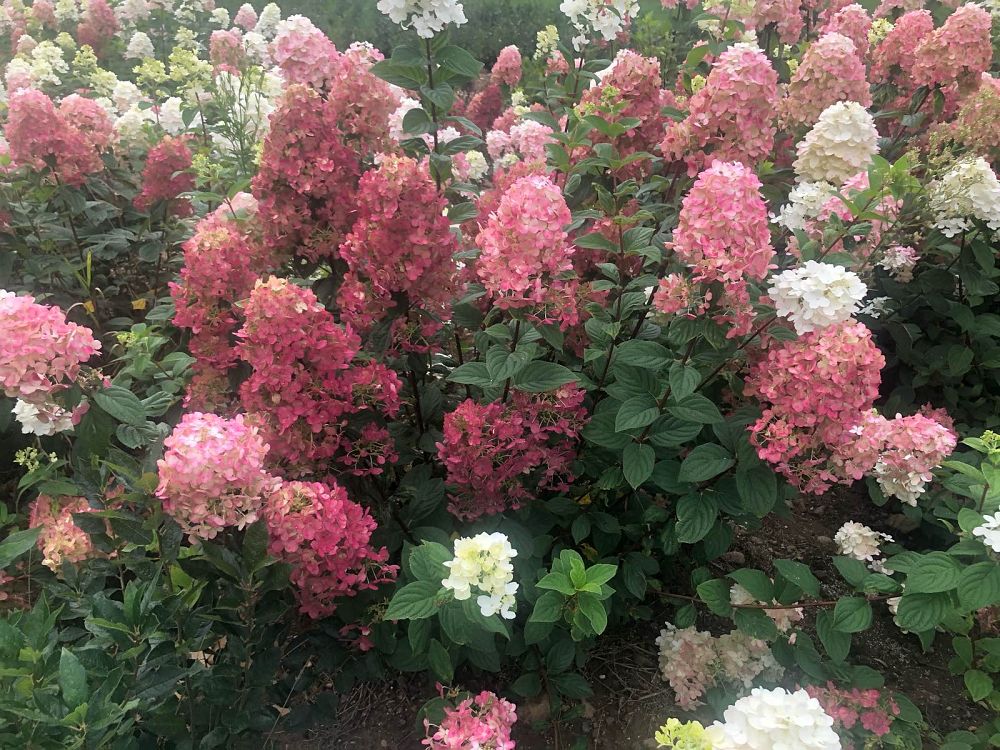 hydrangea-paniculata-smhpfl-fire-light-reg-hardy-hydrangea
