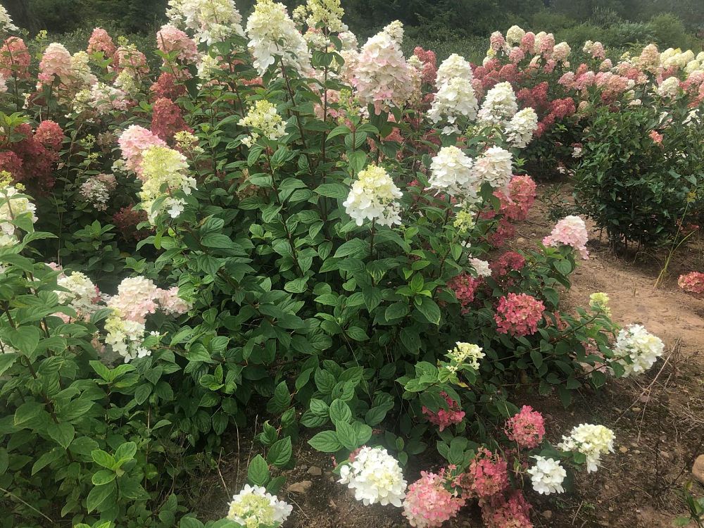 hydrangea-paniculata-smhpfl-fire-light-reg-hardy-hydrangea