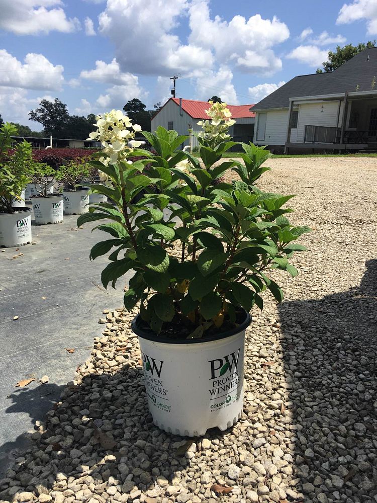 hydrangea-paniculata-smhplqf-little-quick-fire-reg-hardy-hydrangea