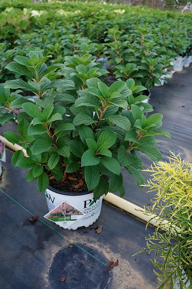 hydrangea-paniculata-smhplqf-little-quick-fire-reg-hardy-hydrangea