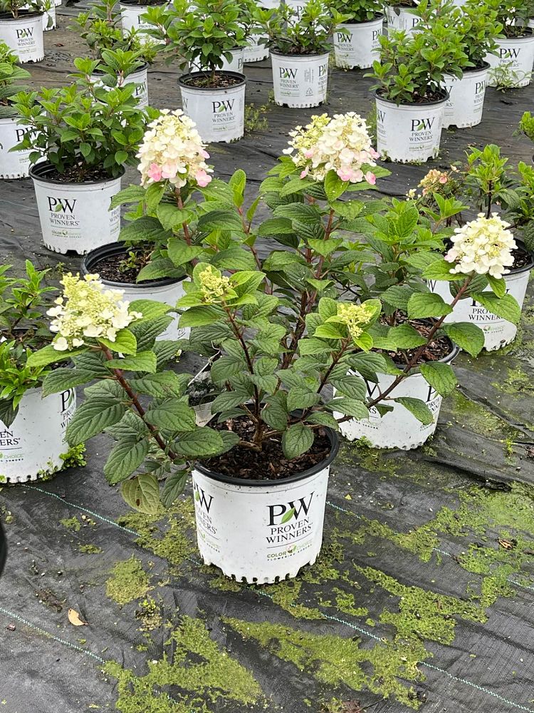 hydrangea-paniculata-smhplqf-little-quick-fire-reg-hardy-hydrangea