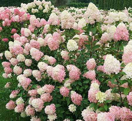 hydrangea-paniculata-smnhph-limelight-prime-reg-hydrangea-little-lime-punch-trade-hydrangea