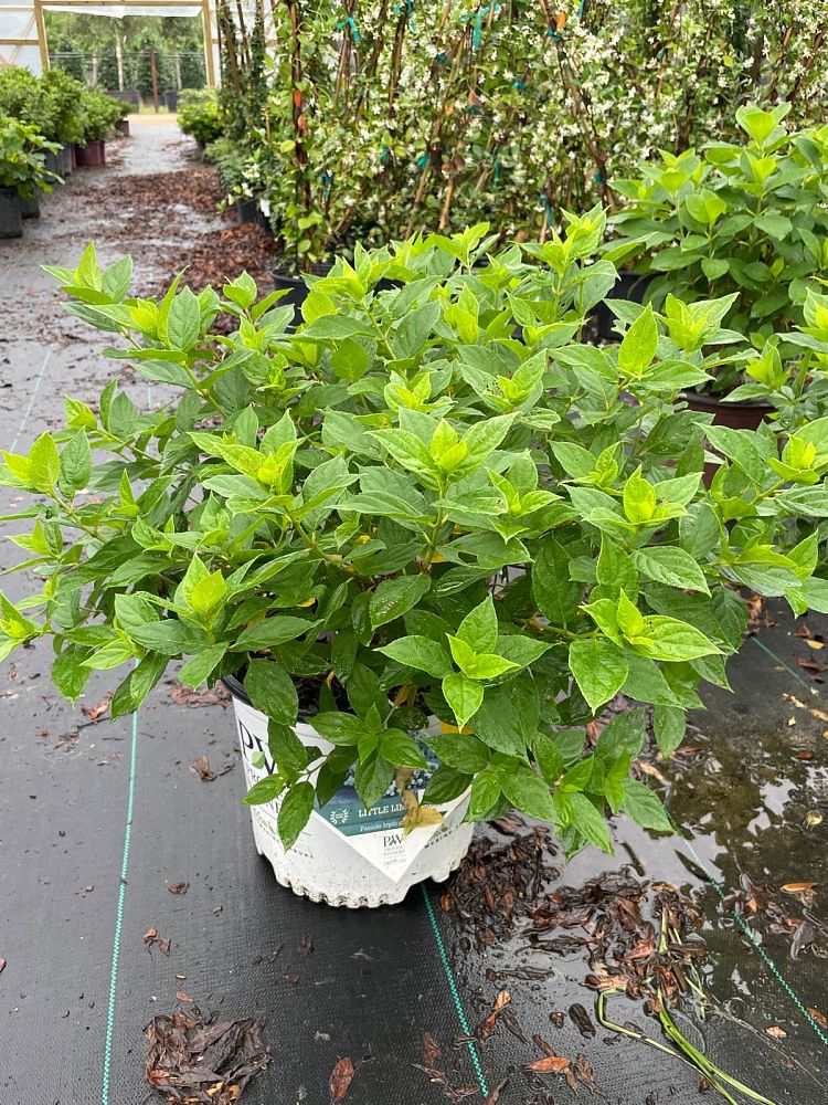 hydrangea-paniculata-smnhph-limelight-prime-reg-hydrangea-little-lime-punch-trade-hydrangea
