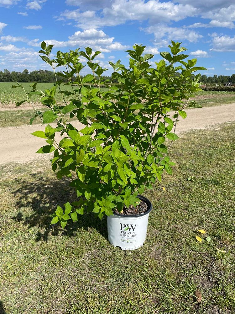 hydrangea-paniculata-smnhph-limelight-prime-reg-hydrangea-little-lime-punch-trade-hydrangea