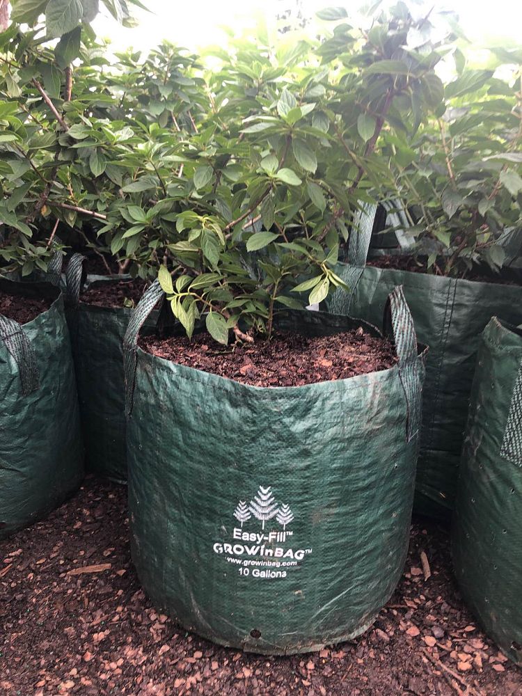 hydrangea-paniculata-smnhph-limelight-prime-reg-hydrangea-little-lime-punch-trade-hydrangea