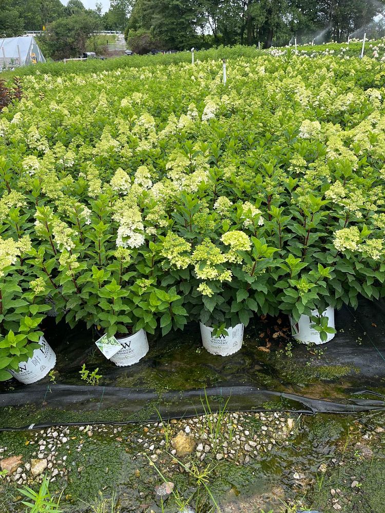 hydrangea-paniculata-smnhph-limelight-prime-reg-hydrangea-little-lime-punch-trade-hydrangea