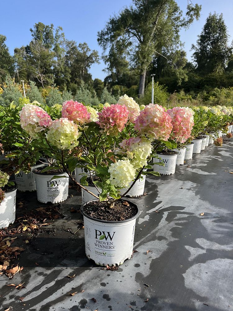 hydrangea-paniculata-smnhph-limelight-prime-reg-hydrangea-little-lime-punch-trade-hydrangea