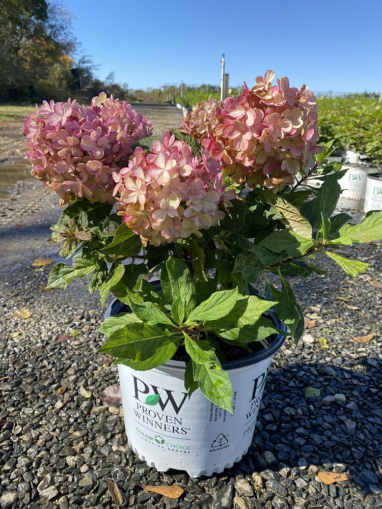 hydrangea-paniculata-smnhpk-fire-light-tidbit-reg-hydrangea