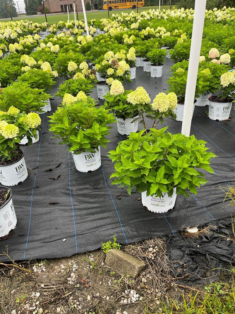 hydrangea-paniculata-smnhpk-fire-light-tidbit-reg-hydrangea