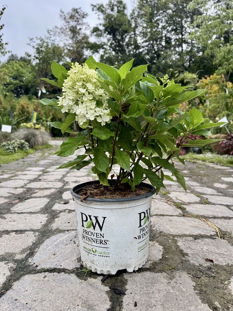 hydrangea-paniculata-smnhpk-fire-light-tidbit-reg-hydrangea