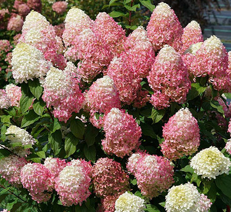 hydrangea-paniculata-smnhpm-quick-fire-fab-reg-hydrangea