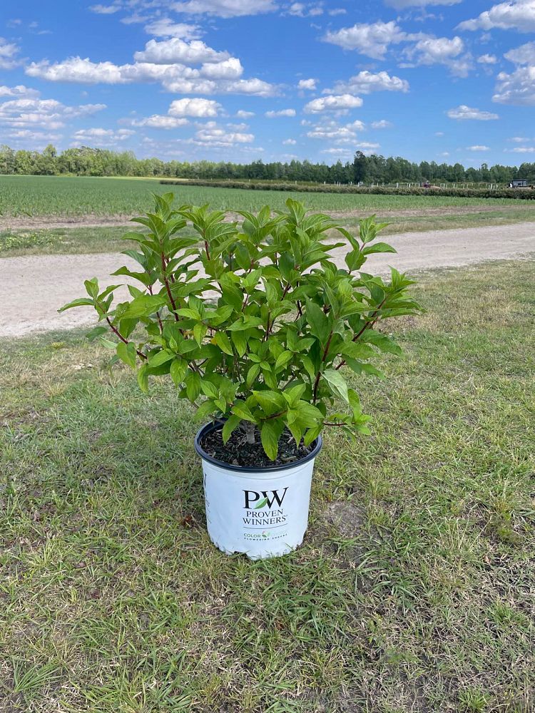 hydrangea-paniculata-smnhpm-quick-fire-fab-reg-hydrangea