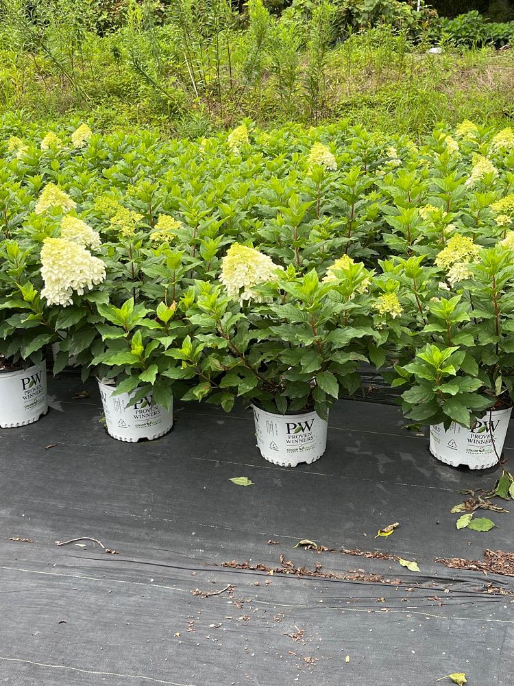 hydrangea-paniculata-smnhpm-quick-fire-fab-reg-hydrangea