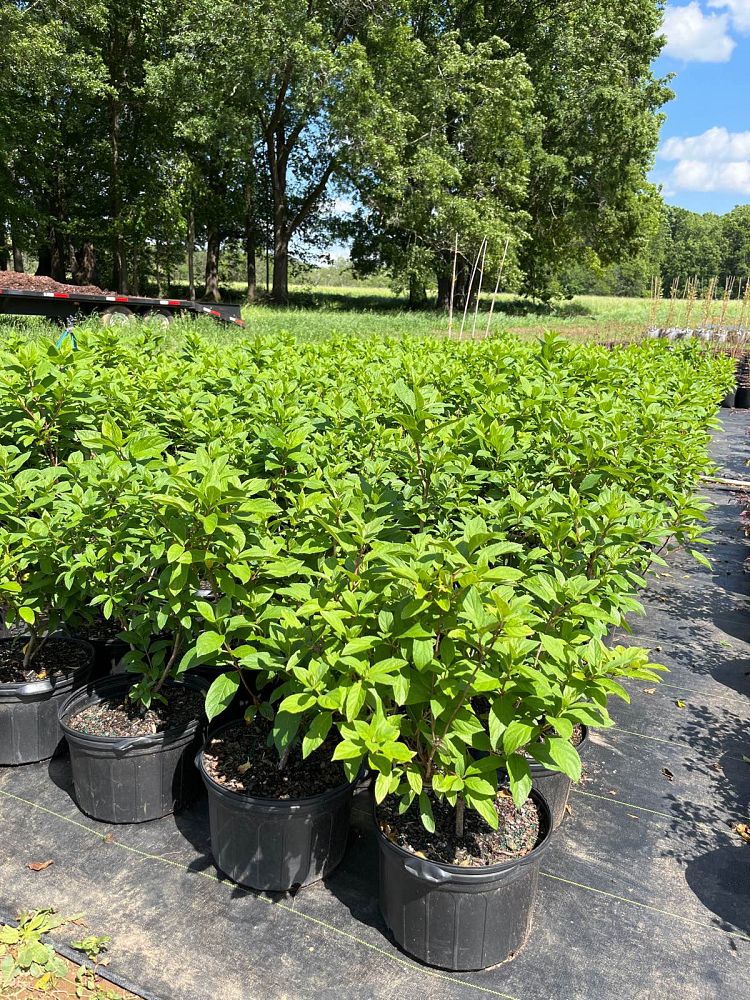 hydrangea-paniculata-tardiva-panicle-hydrangea