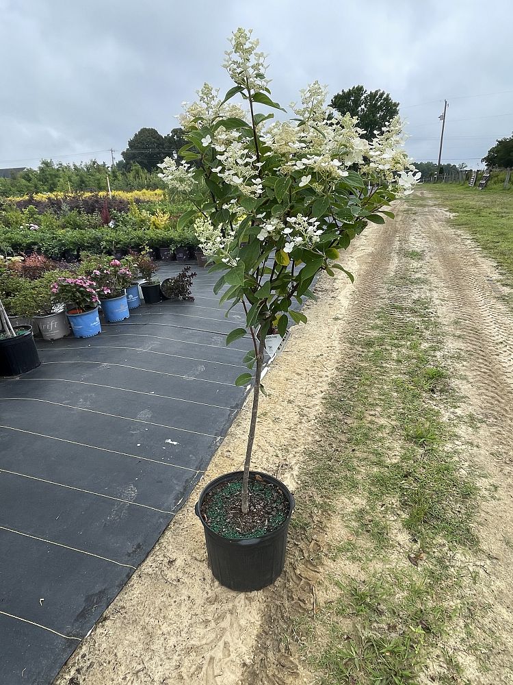 hydrangea-paniculata-wims-red-fire-and-ice-hydrangea