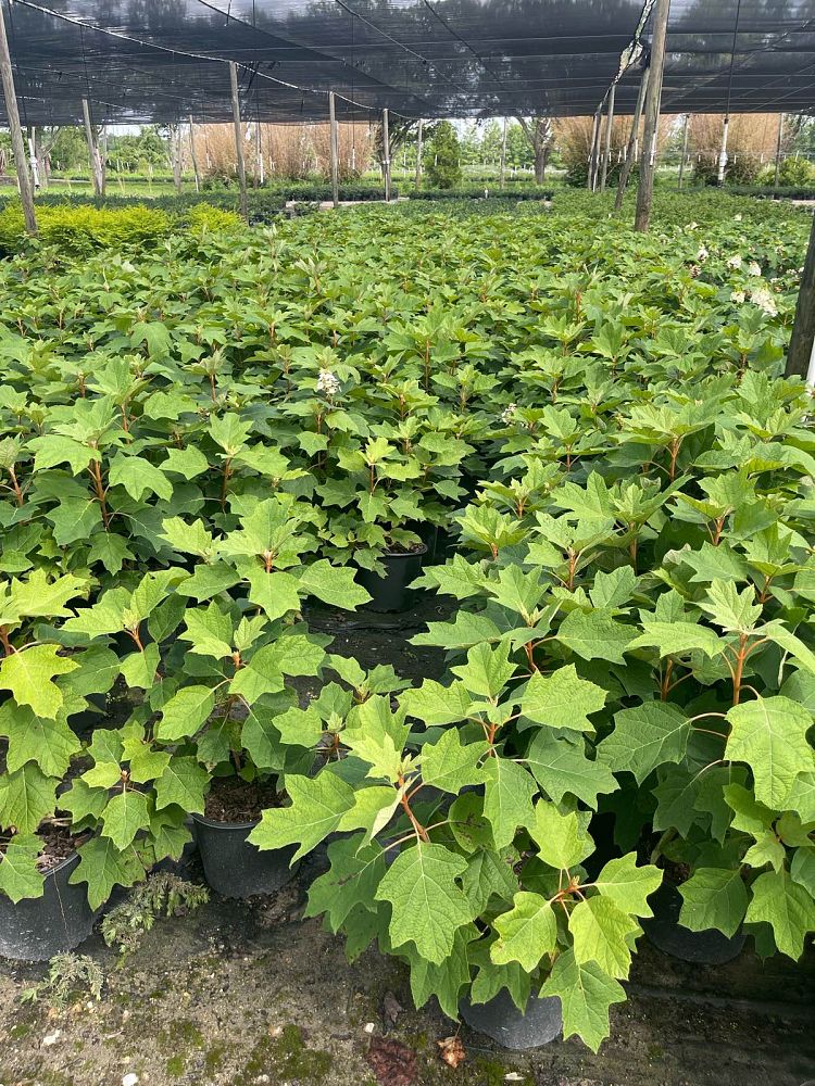 hydrangea-quercifolia-alice-oakleaf-hydrangea