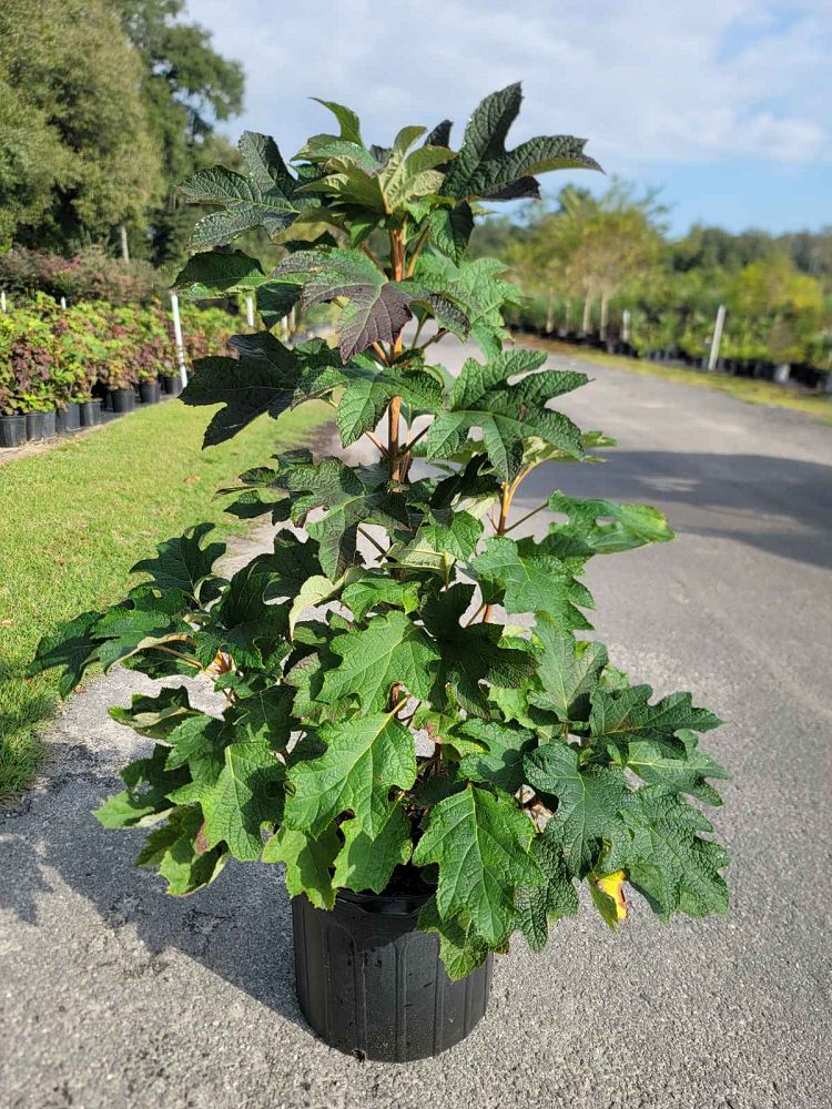 hydrangea-quercifolia-brenhill-gatsby-gal-reg-oakleaf-hydrangea