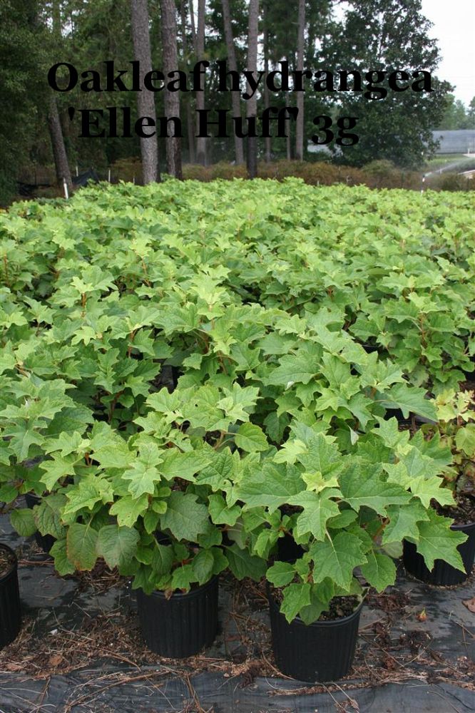 hydrangea-quercifolia-ellen-huff-oakleaf-hydrangea