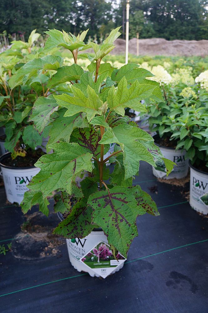 hydrangea-quercifolia-joann-gatsby-pink-reg-oakleaf-hydrangea