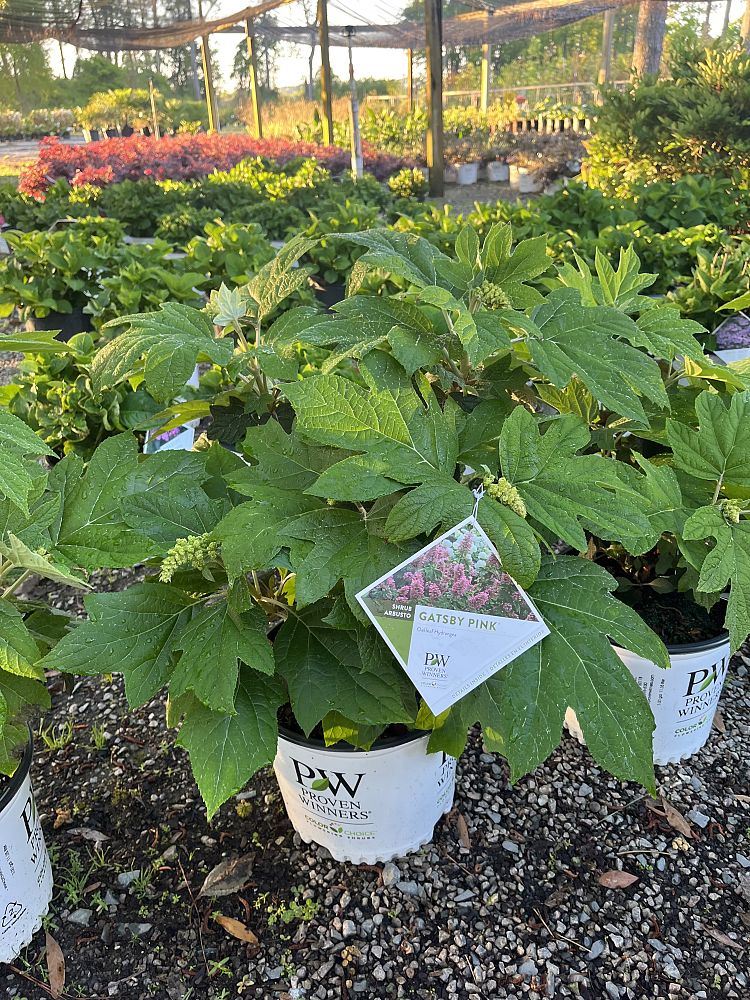 hydrangea-quercifolia-joann-gatsby-pink-reg-oakleaf-hydrangea