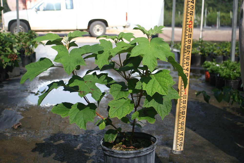 hydrangea-quercifolia-oakleaf-hydrangea