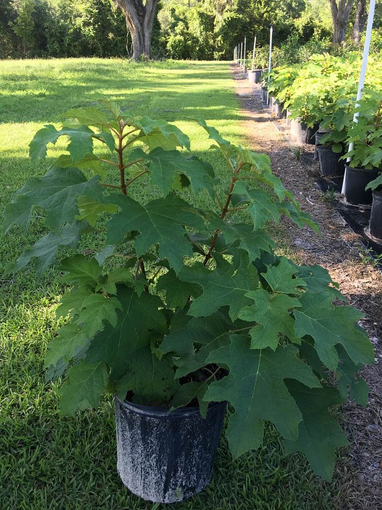 hydrangea-quercifolia-oakleaf-hydrangea