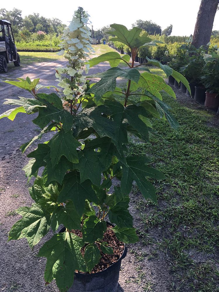 hydrangea-quercifolia-oakleaf-hydrangea