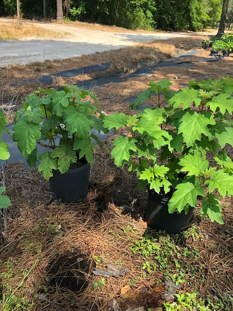 hydrangea-quercifolia-oakleaf-hydrangea