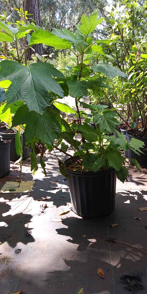 hydrangea-quercifolia-oakleaf-hydrangea