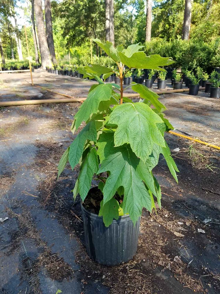 hydrangea-quercifolia-oakleaf-hydrangea