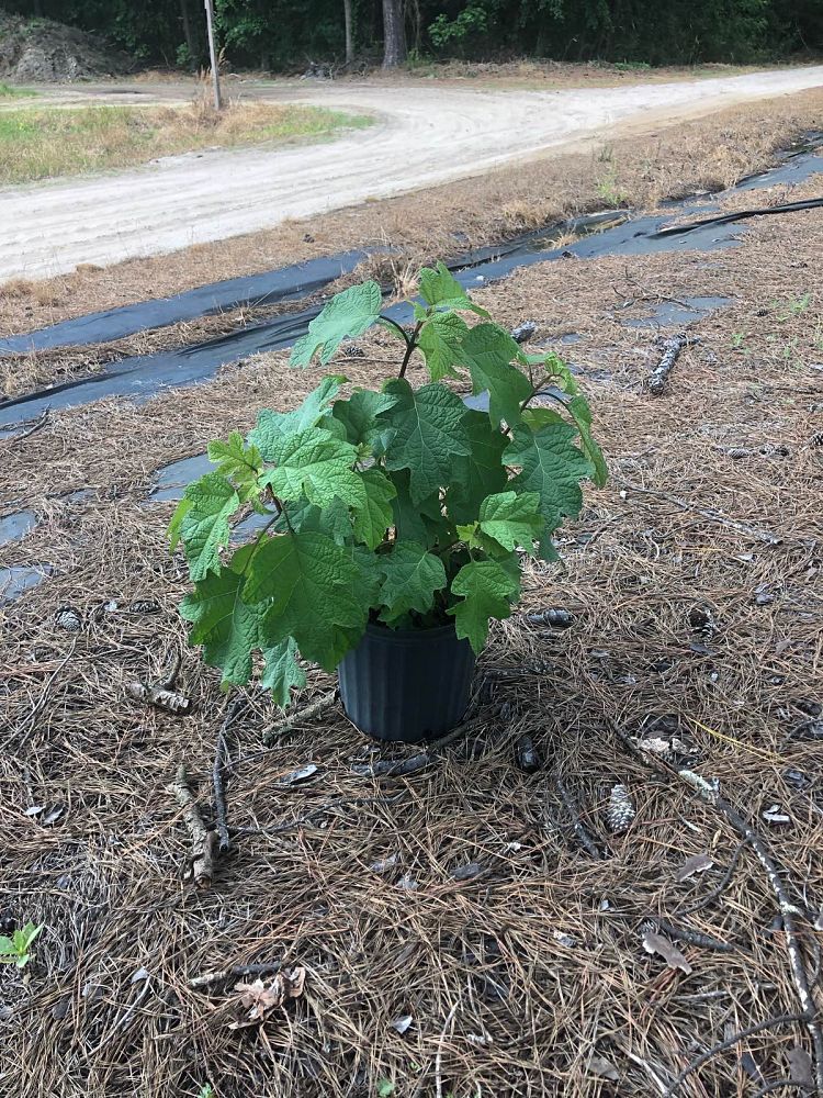 hydrangea-quercifolia-oakleaf-hydrangea