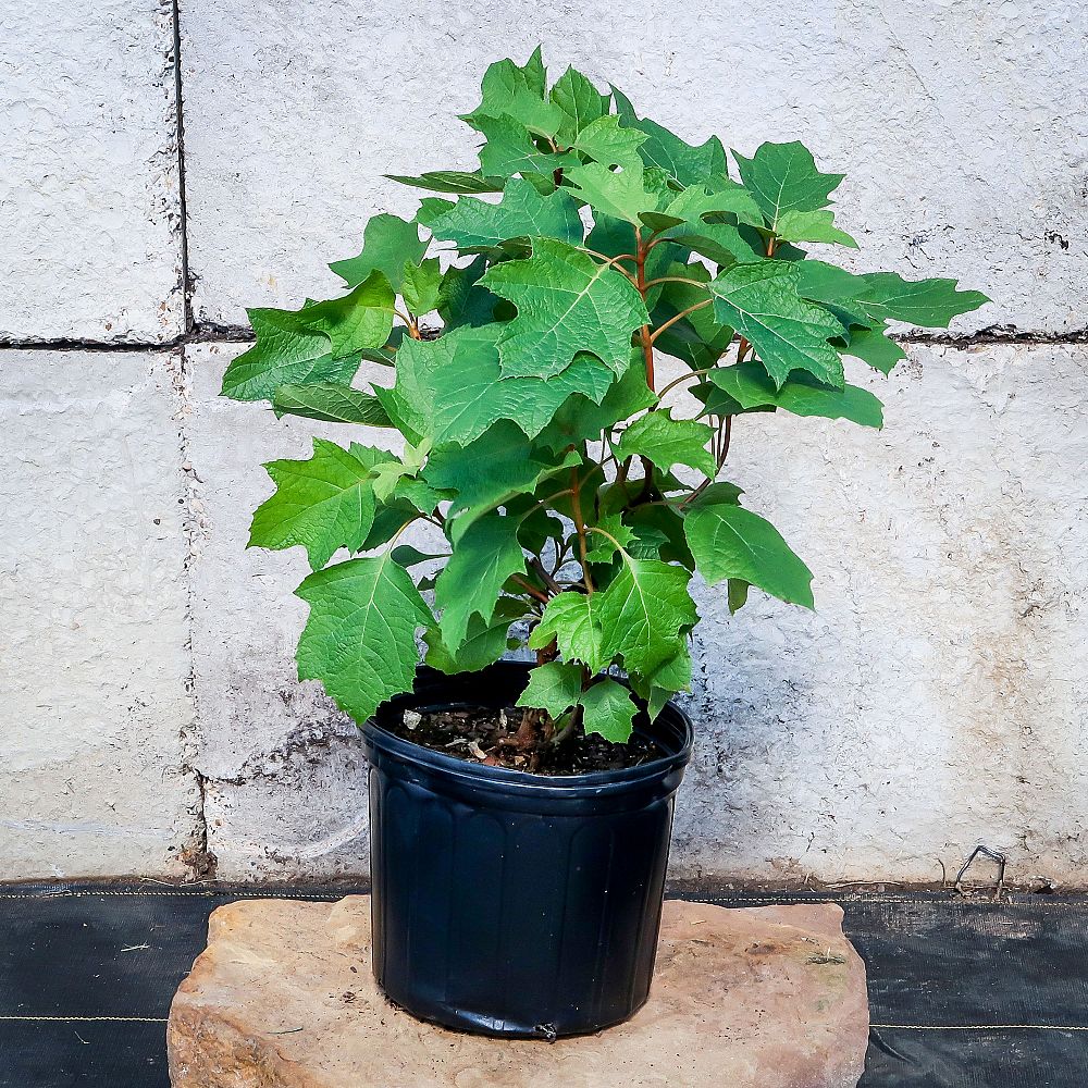 hydrangea-quercifolia-oakleaf-hydrangea