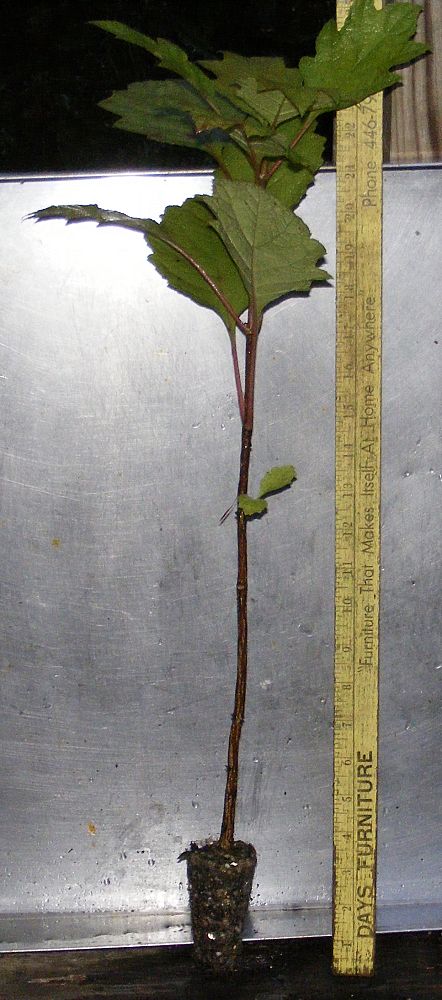 hydrangea-quercifolia-oakleaf-hydrangea