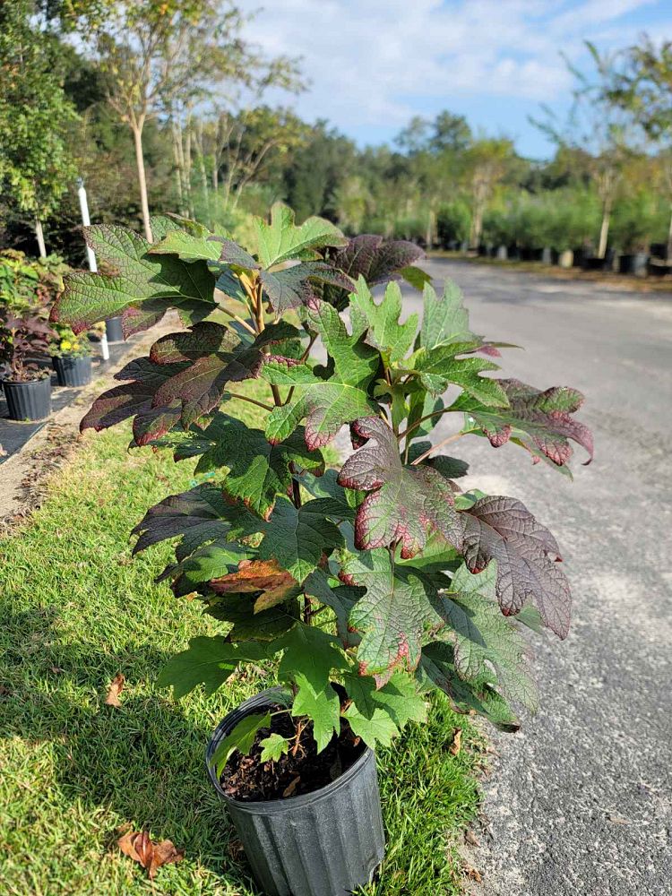 hydrangea-quercifolia-oakleaf-hydrangea