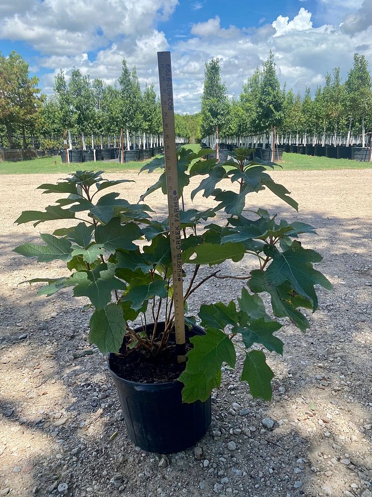 hydrangea-quercifolia-oakleaf-hydrangea