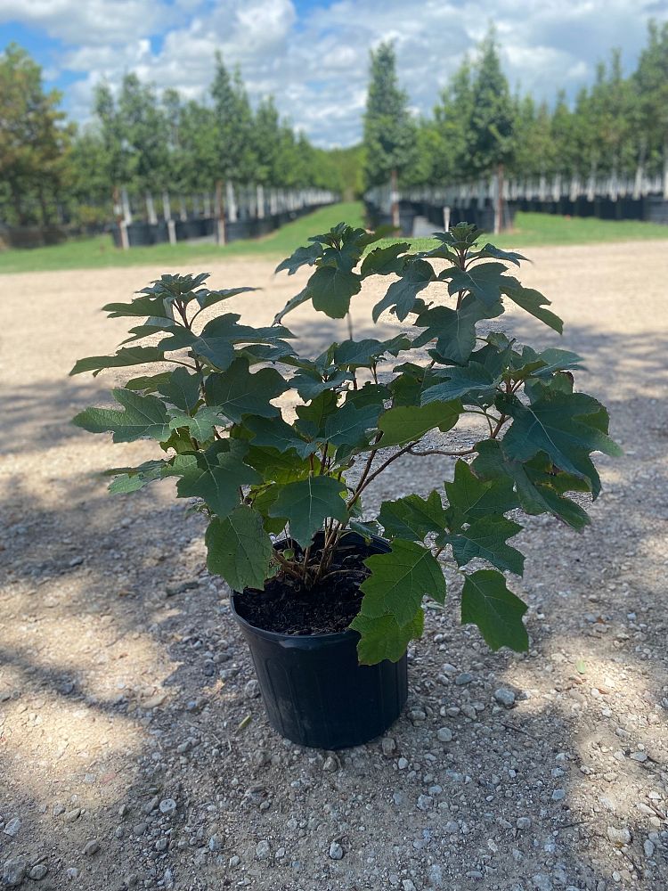 hydrangea-quercifolia-oakleaf-hydrangea