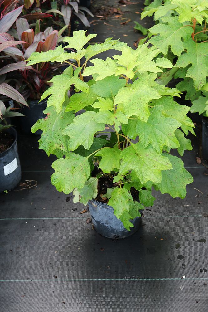 hydrangea-quercifolia-oakleaf-hydrangea
