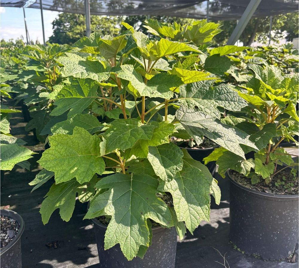 hydrangea-quercifolia-oakleaf-hydrangea